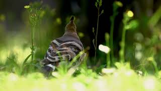 戴勝覓食--Eurasian Hoopoe