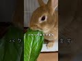 初めての小松菜 うさぎ rabbit 多頭飼い ネザーランドドワーフ netherlanddwarf 小松菜 はじめて 大好き パクパク 咀嚼音 ひまわり