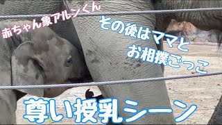 尊い授乳シーンに遭遇！その後ママとお相撲ごっこ？^_^/赤ちゃん象アルンくん