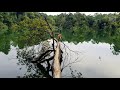 mandai t15 trail and fallen tree hiking singapore 4k hdr