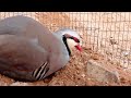 chukar partridge playing shukur mirzaev