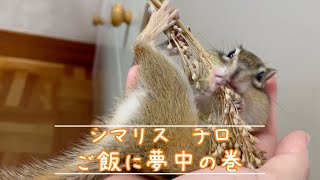 シマリス・チロ　ご飯に夢中の巻Chipmunk crazy about food