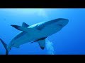 Baited Shark Dive in TRUK LAGOON | Getting Nowhere (feat John Legend) Magnetic Man