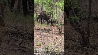 #buildgreen #elephant #safari #bandipurtigerreserve #babyelephants #wildlife