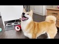 what is it like to have 2 shiba inus vlog 2 english captions