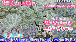 인천다육이사랑(3)묵둥이착하게/레몬로즈금.백봉군생.은파금.달마법사.레드법사.사랑무.아모르파티.미니복랑.고스티.문스톤.피치걸.큐빅.청키.긴잎송록철화