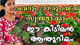 😱😱😱വെറും 200 രൂപയ്ക്കു ആന്തൂറിയം വീഡിയോ കാണാൻ മറക്കല്ലേ /New Anthurium Combo