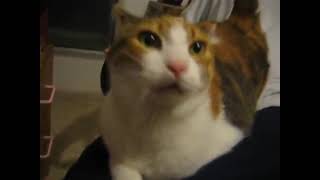 Half life cat 4