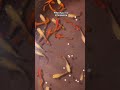 imported guppy lowprice kolathur bettafish breeding guppyfish imported redguppy albino