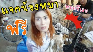 แจกหมาฟรี !! ตามหาบ้านให้น้องหมาจรจัด | งาน zoo market | First Click