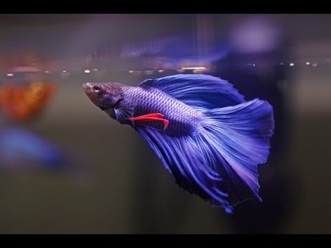 HOW TO: Care for Betta Fish HOW TO: Care for Betta Fish