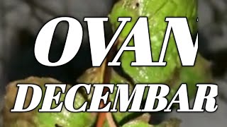 OVAN HOROSKOP DECEMBAR 2024