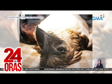 Philippine Eagle, nasawi matapos umanong barilin ng hinihinalang improvised marble gun 24 Oras