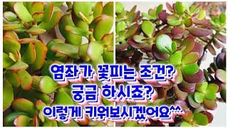 염좌가 꽃피는 조건 정말 궁금하시죠?  어떻게 하면 꽃을 볼수 있을까요 ㅎ