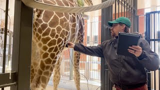 TLC for BB: How DZCA Cares for Our Pregnant Giraffe