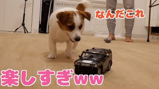 弟子犬と兄犬がラジコンを羨ましそうに見ていたので用意してみました/Radio controlled with a dog