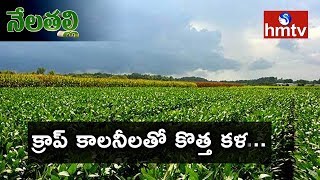 Telangana Crop Colonies Uses And Profits | Nela Talli | hmtv