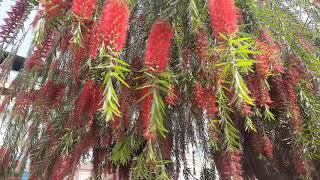 Bottle brush flower |Red flower |Callistemon subulatus |Callistemon viminalis @mkmishravideodiary