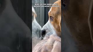 Why Your Dog Freaks Out Alone