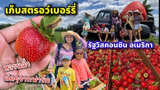 V270 เก็บสตรอว์เบอร์รี่หวานฉ่ำ สดจากฟาร์ม ตามด้วยบุฟเฟต์อาหารเอเชียแซบๆในอเมริกา/Strawberry picking