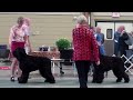 indy and luna representing midnight solo kennel at 2018 national specialty show