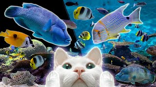 Fish videos for cats 11Hours★고양이가 좋아하는 물고기 영상 11시간★하프음악/고양이예능/고양이티비/아쿠아리움/물멍(Harp/Relaxing)(외출용ver.)