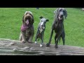 @DogtrainersUK