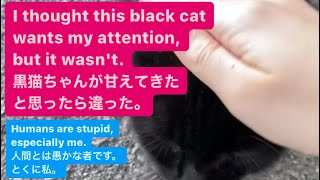 【ドM向け】黒猫ちゃんが甘えてきたと思ったら違った