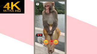 #sad monkey. Udaas bandar ka video. Mood off status video🥺😈🥀🥺🥀 monkey status video 🥀💔🥀 monkey shots.