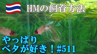 【ベタ飼育511】ベタファームで聞いたベタHMの理想的な飼育方法をご紹介。本当にヒレを切らずに綺麗に飼育できるかを実験中です。