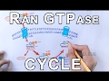 Mechanism of Nuclear Transport | RAN GTPase Cycle