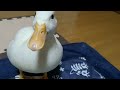 コールダック　てぴちゃん　かわいい鳴き声　callduck