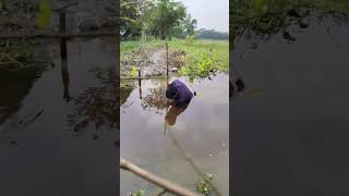 Fishing in Bangladesh rural area. #bdfishinglife #fishingbd #fishinglife #fishing