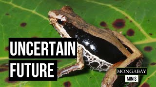 Biodiversity on Woodlark Island under threat from logging and mining