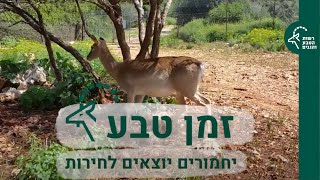 זמן טבע: פרק 6 - יחמורים יוצאים לחירות