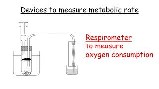 measuring metabolic rate week 6