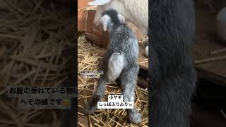 小ヤギのしっぽふりふり🐐