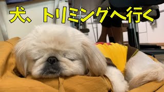 ペキニーズ、トリミングに行く。Pekingese goes trimming.