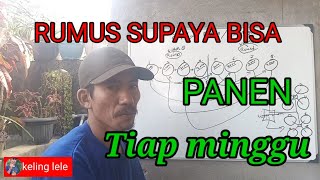 strategi supaya bisa panen tiap minggu secara continiu#@kelinglele5992