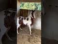 olha ele aí de novo cavalo castrado mangalarga marchador heterozigoto ❤️😍🫶🐎👏🏻🥰🏇🏻🏡💙