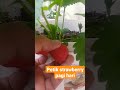 Petik stroberi di kebun sendiri setiap pagi #shortvideo #shorts