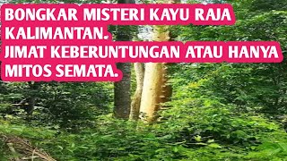 Bongkar Misteri Kayu Raja Kalimantan