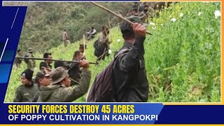 SECURITY FORCES DESTROY 45 ACRES OF POPPY CULTIVATION IN KANGPOKPI | 01 FEB 2025