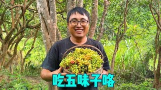 湖南大山又到吃五味子的季节，冬宝进山摘一大筐，今年口感真香甜