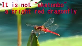 【知らなかった】赤とんぼ、ではない「赤いとんぼ」It is not  akatonbo  a bright red dragonfly