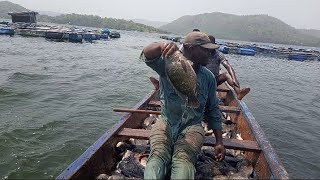 The Future of Tilapia Farming: Efficient Harvesting Techniques