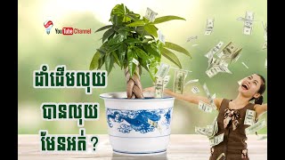 ដាំដើមលុយ បានលុយមែនអត់? / Plant a money tree, get money, right?