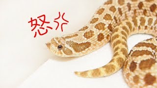 怒ったセイブシシバナヘビがかわいい