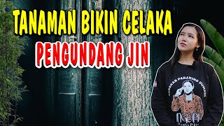 segera singkirkan...! TANAMAN BIKIN CELAKA PENGUNDANG JIN