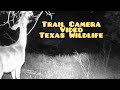 Trail Camera #23 Texas Wildlife